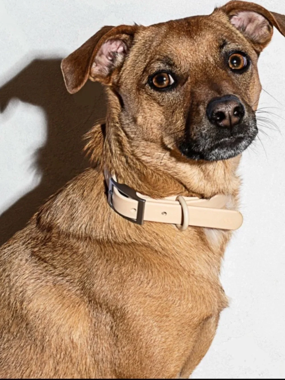 NWT Wild One Dog Collar
